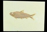 Fossil Fish (Knightia) - Green River Formation #122896-1